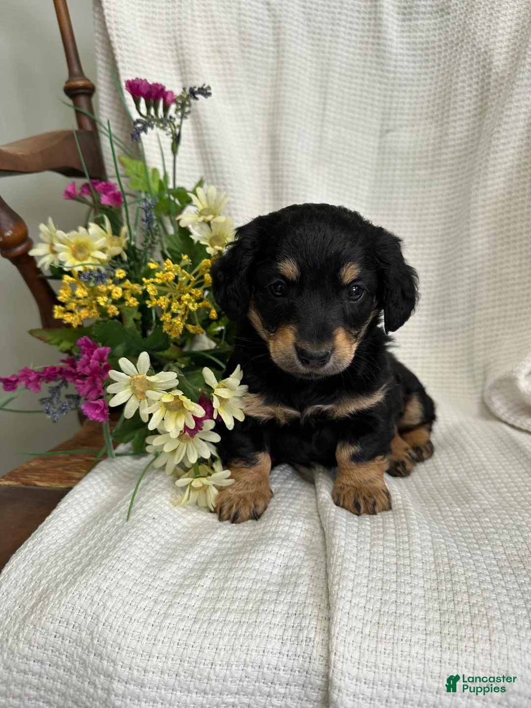Miniature Dachshund dogs for sale: Shirley - Ad 1
