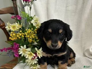 Miniature Dachshund dogs for sale: Shirley - Ad 2