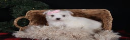 Maltese dogs for sale: ANGIE - Ad 5