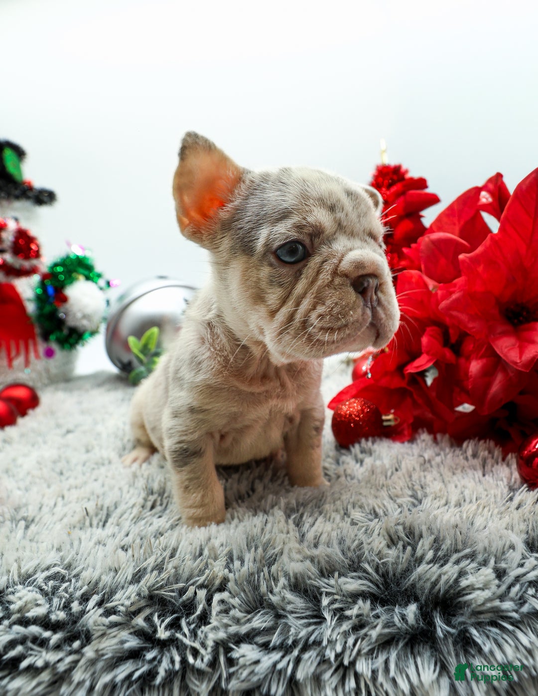 French Bulldog dogs for sale: Canon - Ad 3