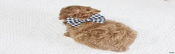 Toy Poodle dogs for sale: Clay - Ad 6