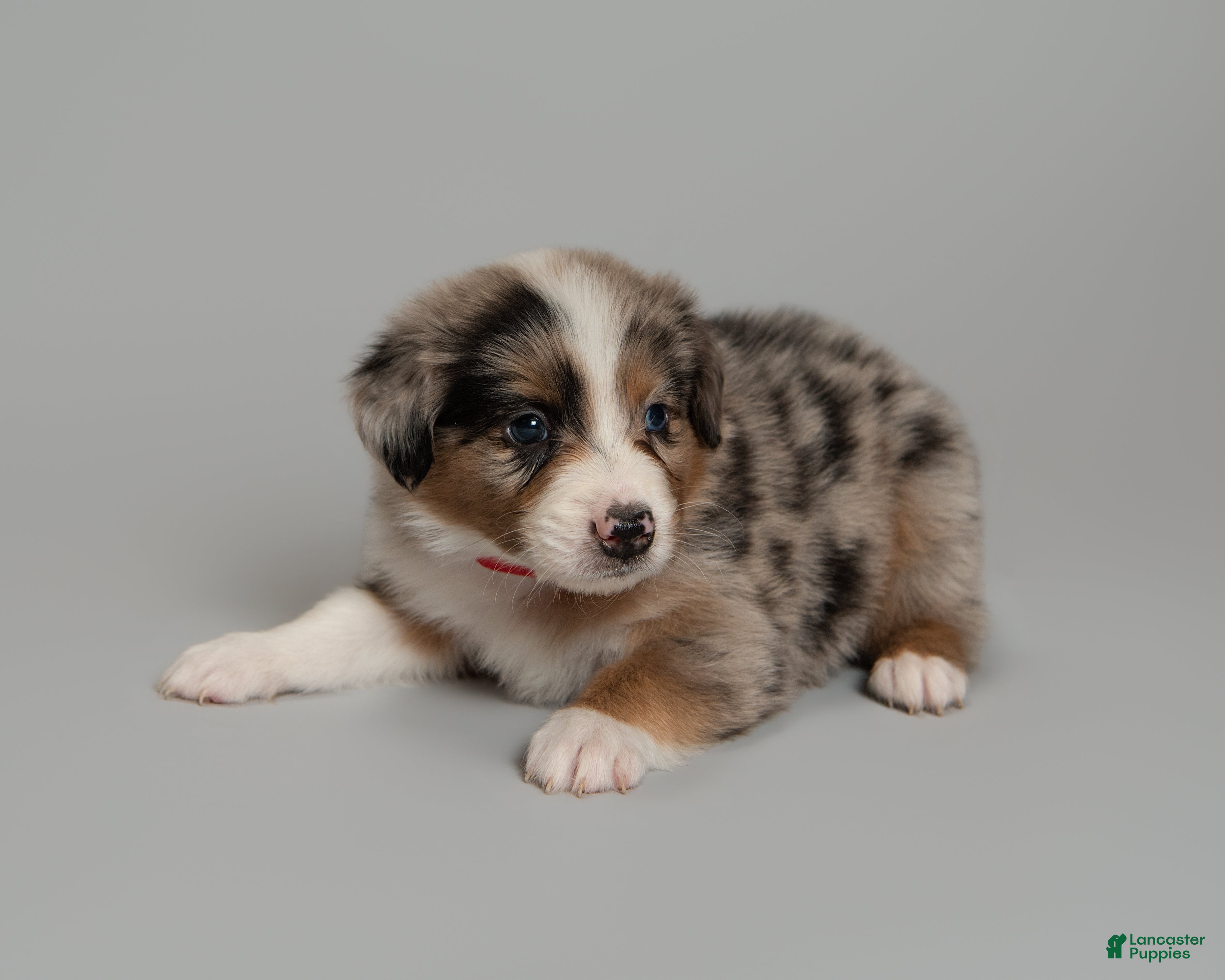 Australian Shepherd dogs  Badger - Ad 2