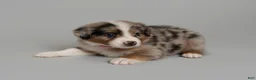 Australian Shepherd dogs for sale:  Badger - Ad 2