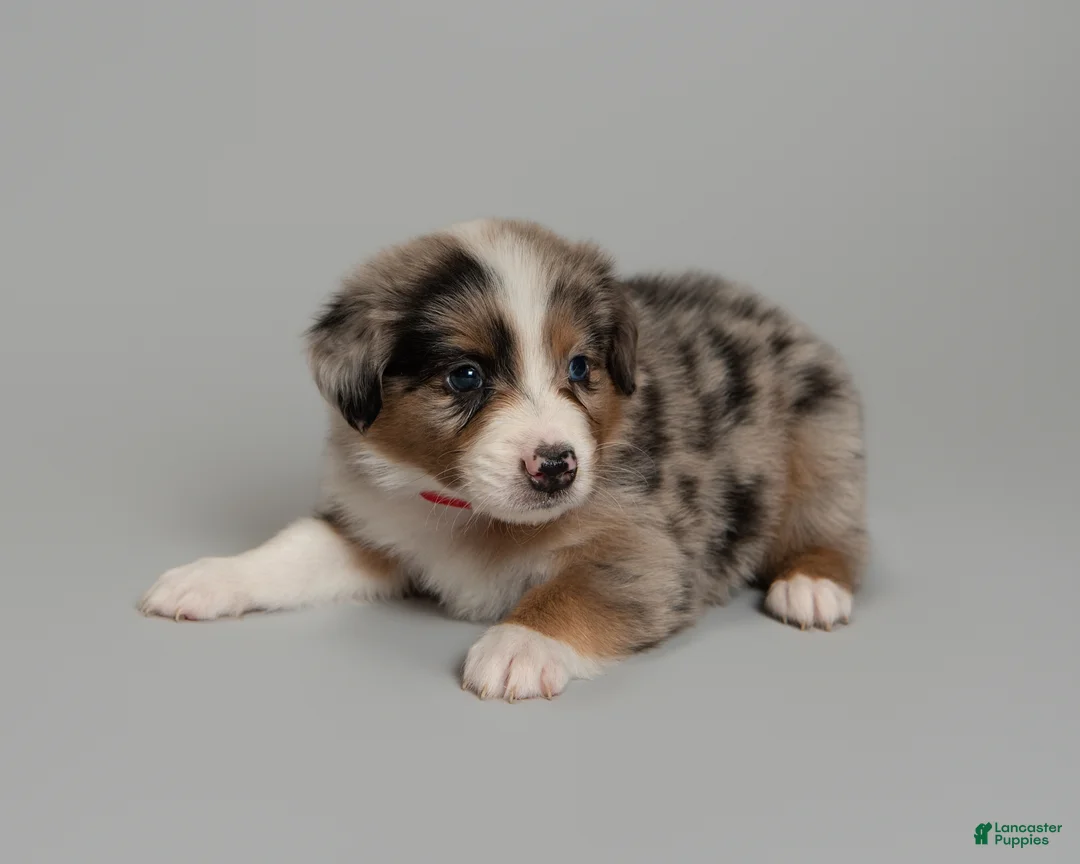 Australian Shepherd dogs for sale:  Badger - Ad 2