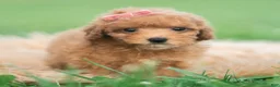 Toy Poodle dogs for sale: Mimi AKC - Ad 5