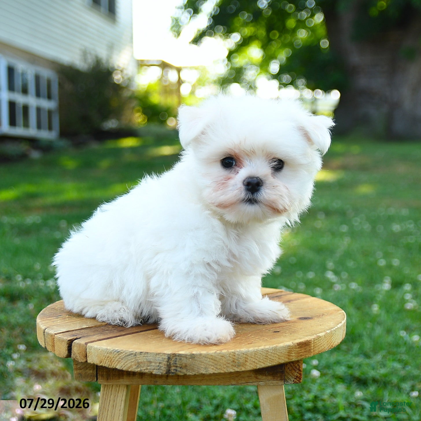Maltese dogs Chester - Ad 1