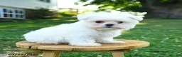 Maltese dogs for sale: Chester - Ad 1