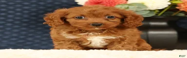 Fay