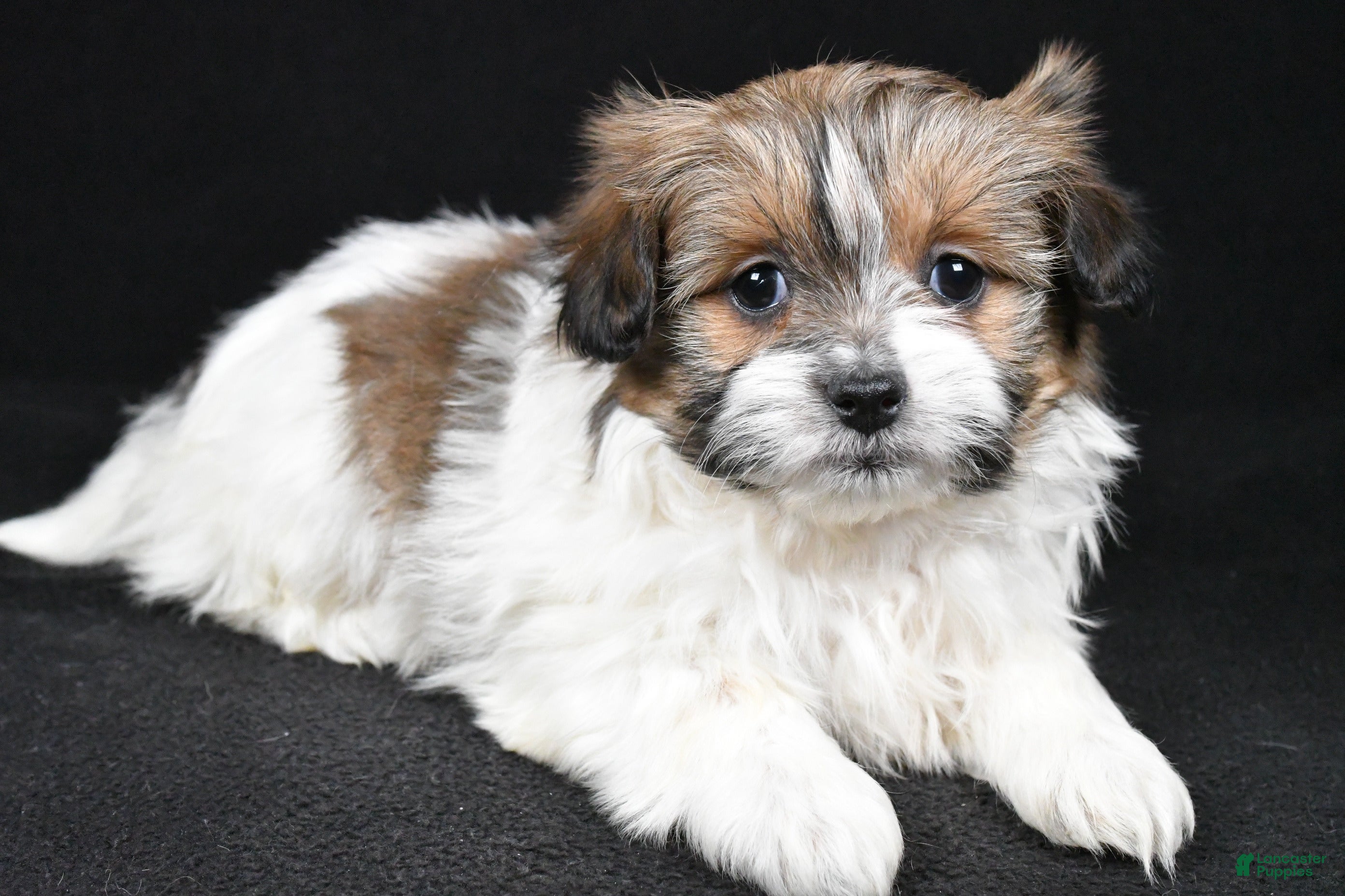 Mixed Breed dogs Amber - Ad 2