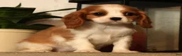 Cavalier King Charles Spaniel dogs for sale: Bree - Ad 6