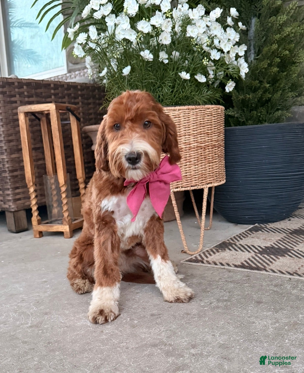 Mini Goldendoodle dogs Honey - Ad 1