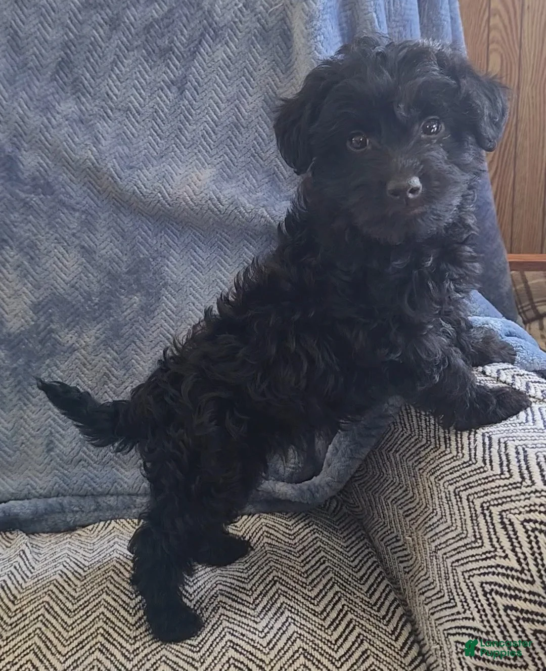 Yorkiepoo dogs for sale: Sammy - Ad 1