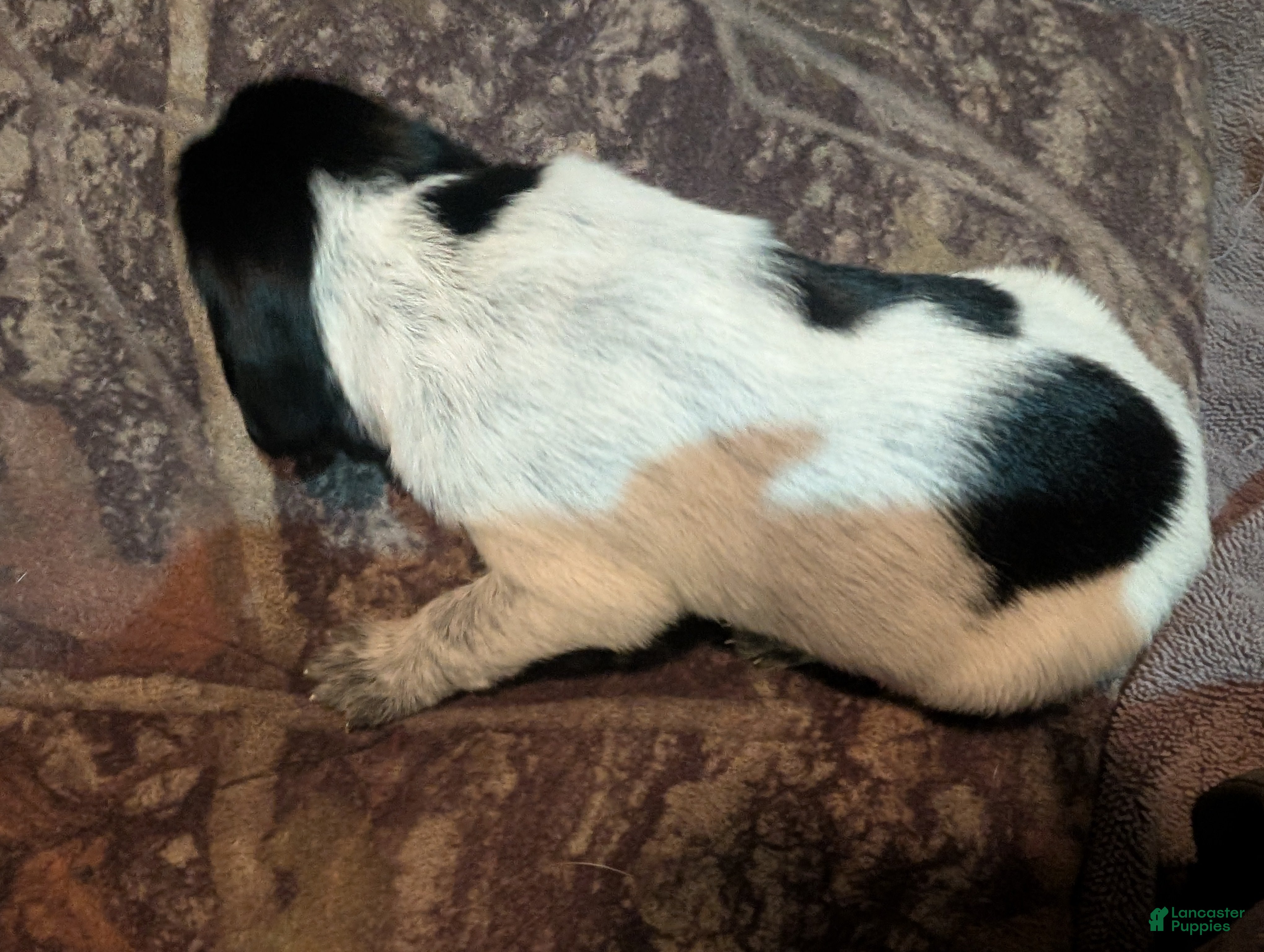 German Wirehaired Pointer dogs German Wirehaired Pointer Puppy 5 - Ad 7