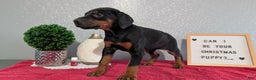 Doberman Pinscher dogs for sale: Luna - Ad 2