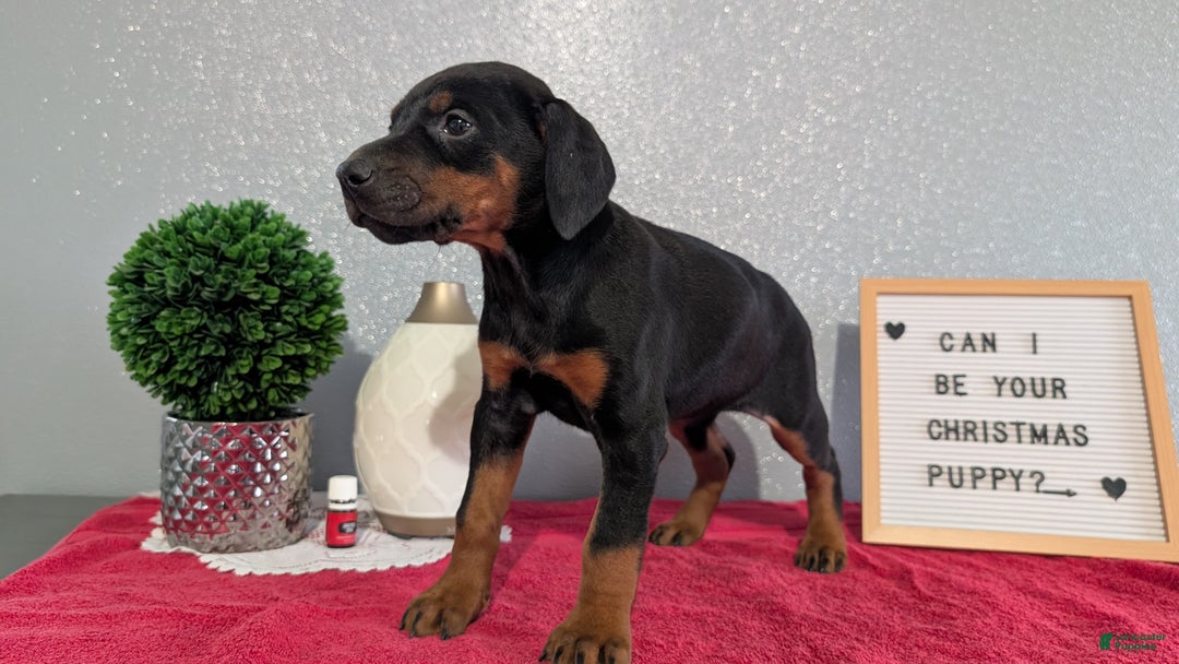 Doberman Pinscher dogs for sale: Luna - Ad 2