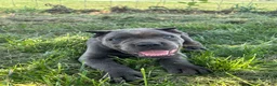 Cane Corso dogs for sale: Ranger - Ad 4