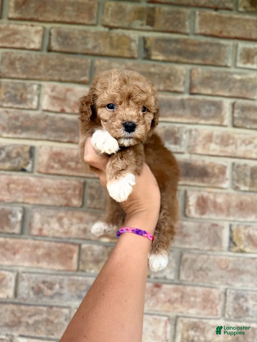Miniature Poodle dogs for sale: Kylo - Ad 1