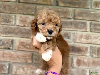 Miniature Poodle dogs for sale: Kylo - Ad 4