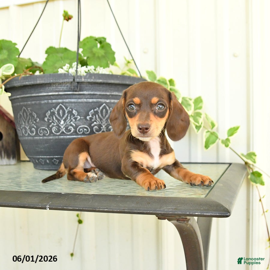Dachshund dogs for sale: Leah - Ad 2