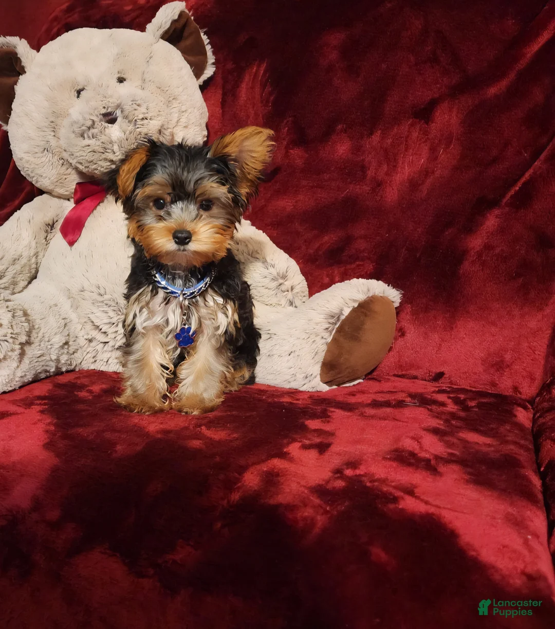 Yorkshire Terrier dogs for sale: KINGSTON - Ad 2