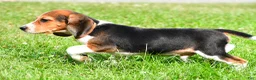 Beagle dogs for sale: Bo - Ad 3