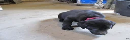 Labrador Retriever dogs for sale: Labrador Retriever Puppy 3 - Ad 16