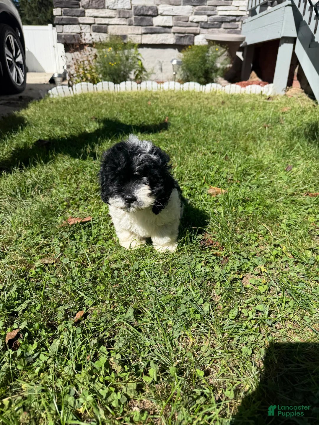 Cockapoo dogs for sale: Maggie - Ad 2