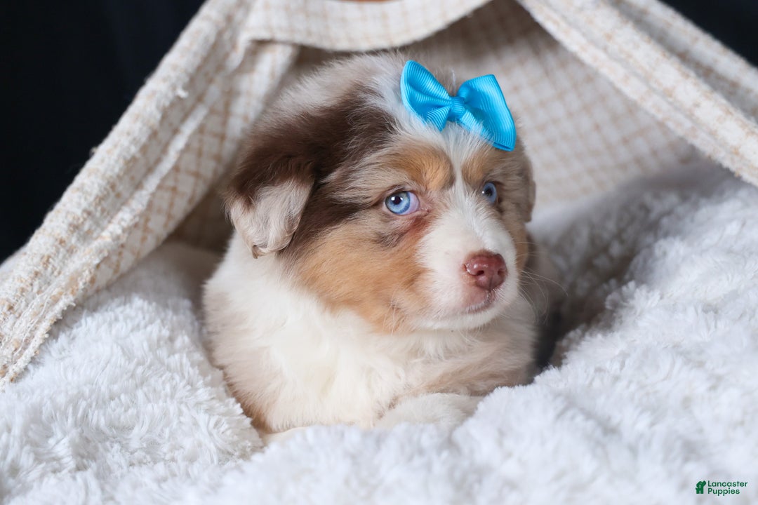 Miniature Australian Shepherd dogs for sale: SCOOTER - Ad 22