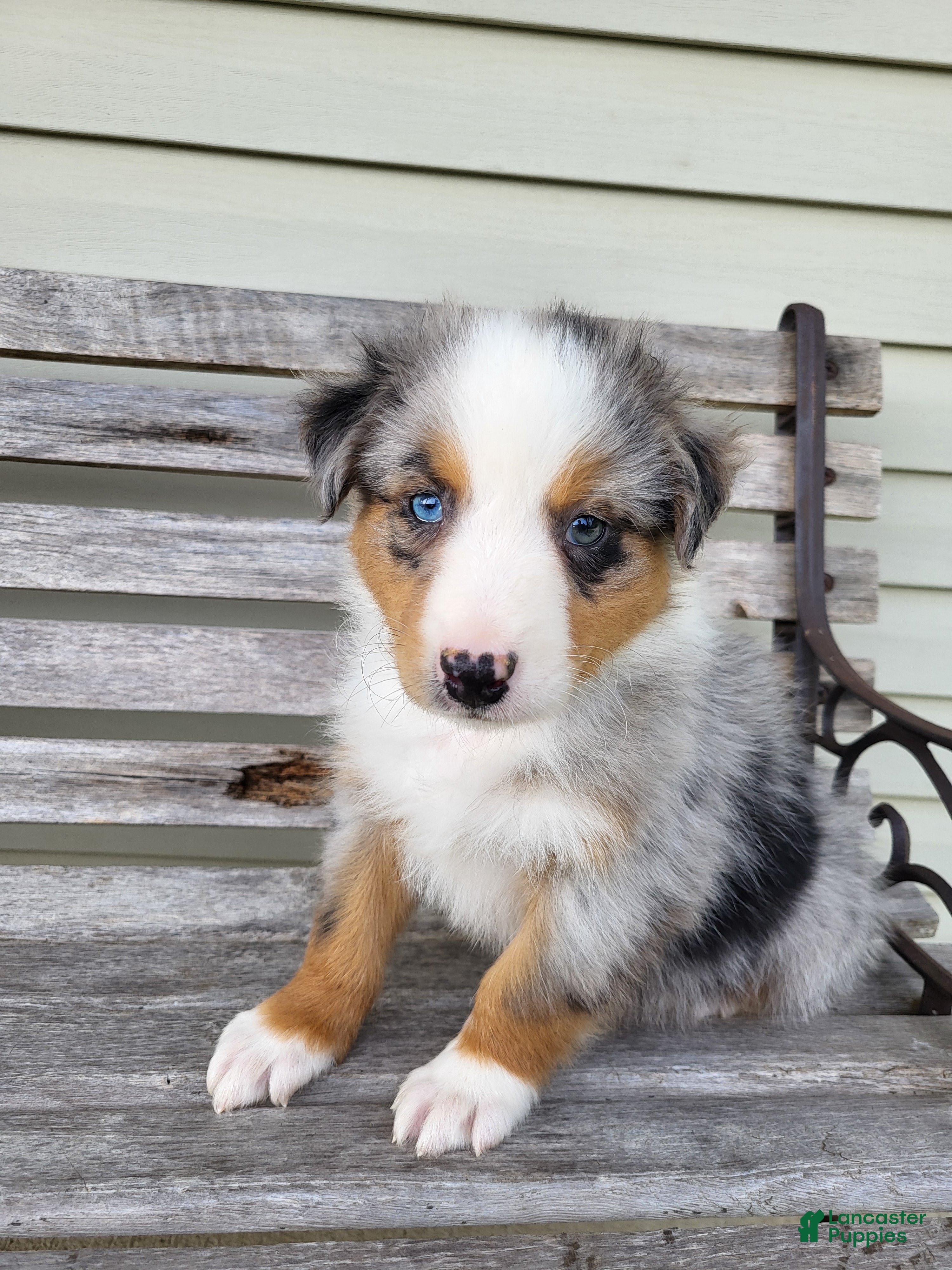 Australian Shepherd dogs Lester - Ad 2