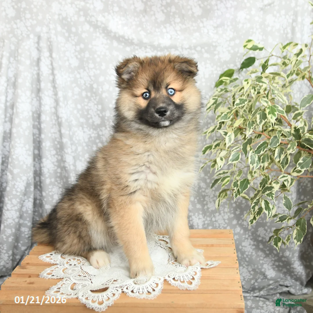 Pomsky dogs for sale: Fletcher - Ad 3