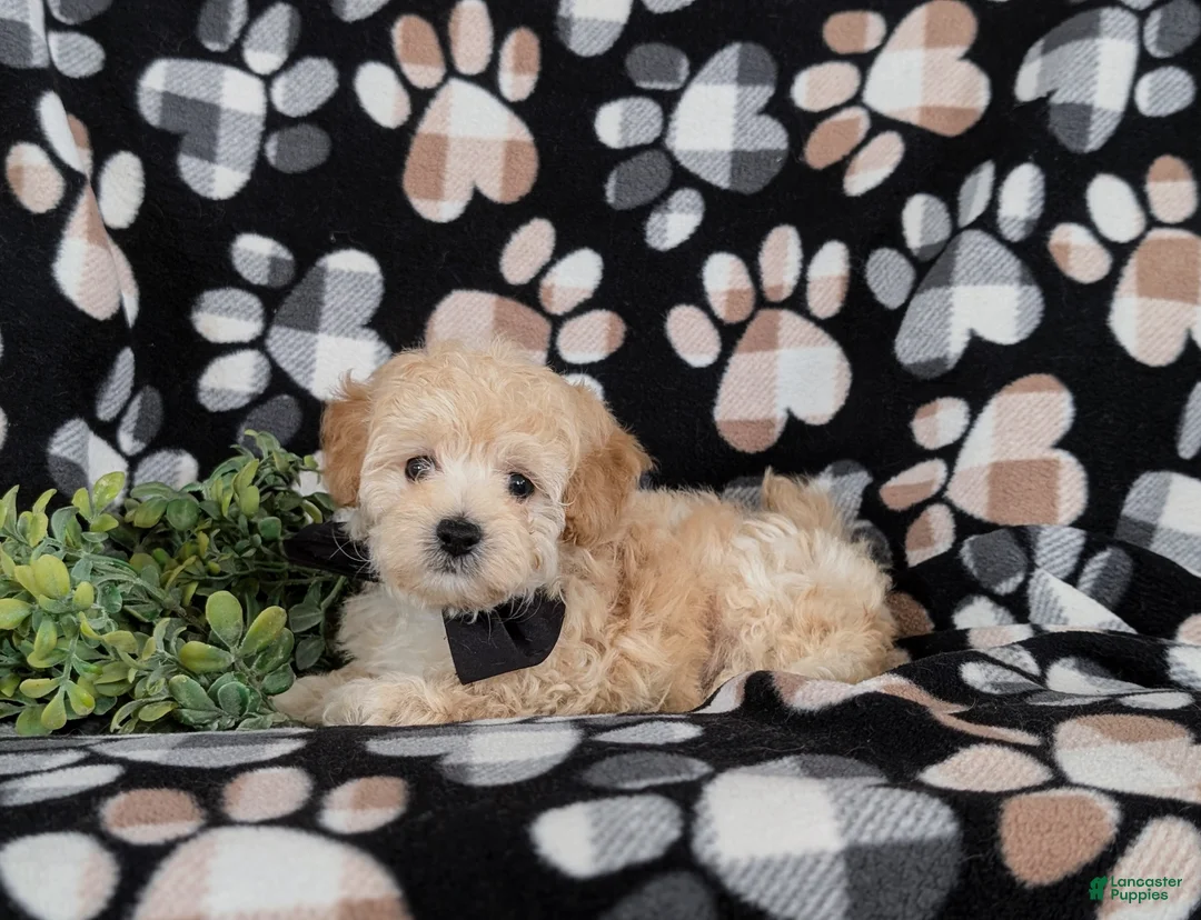 Maltipoo dogs for sale: Fitzgerald 5 lbs Full Grown - Ad 4