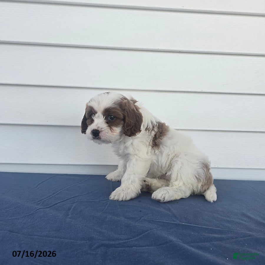 Cavapoo dogs Gracie - Ad 2