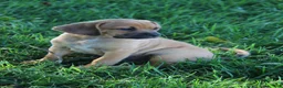 Puggle dogs for sale: Silverado - Ad 3