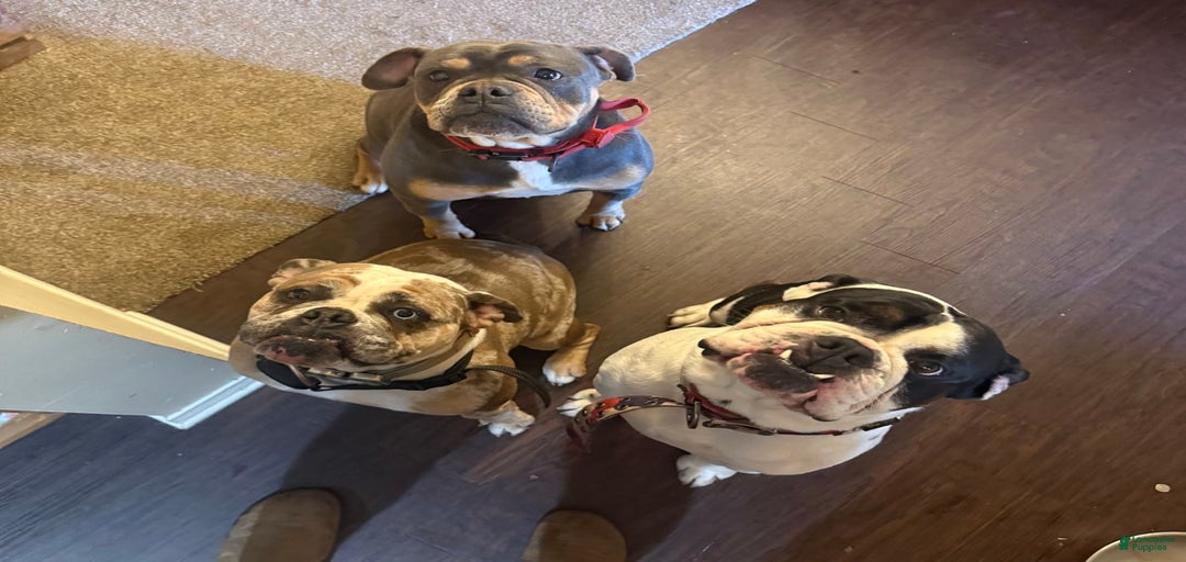 Gallery Image {{count}}