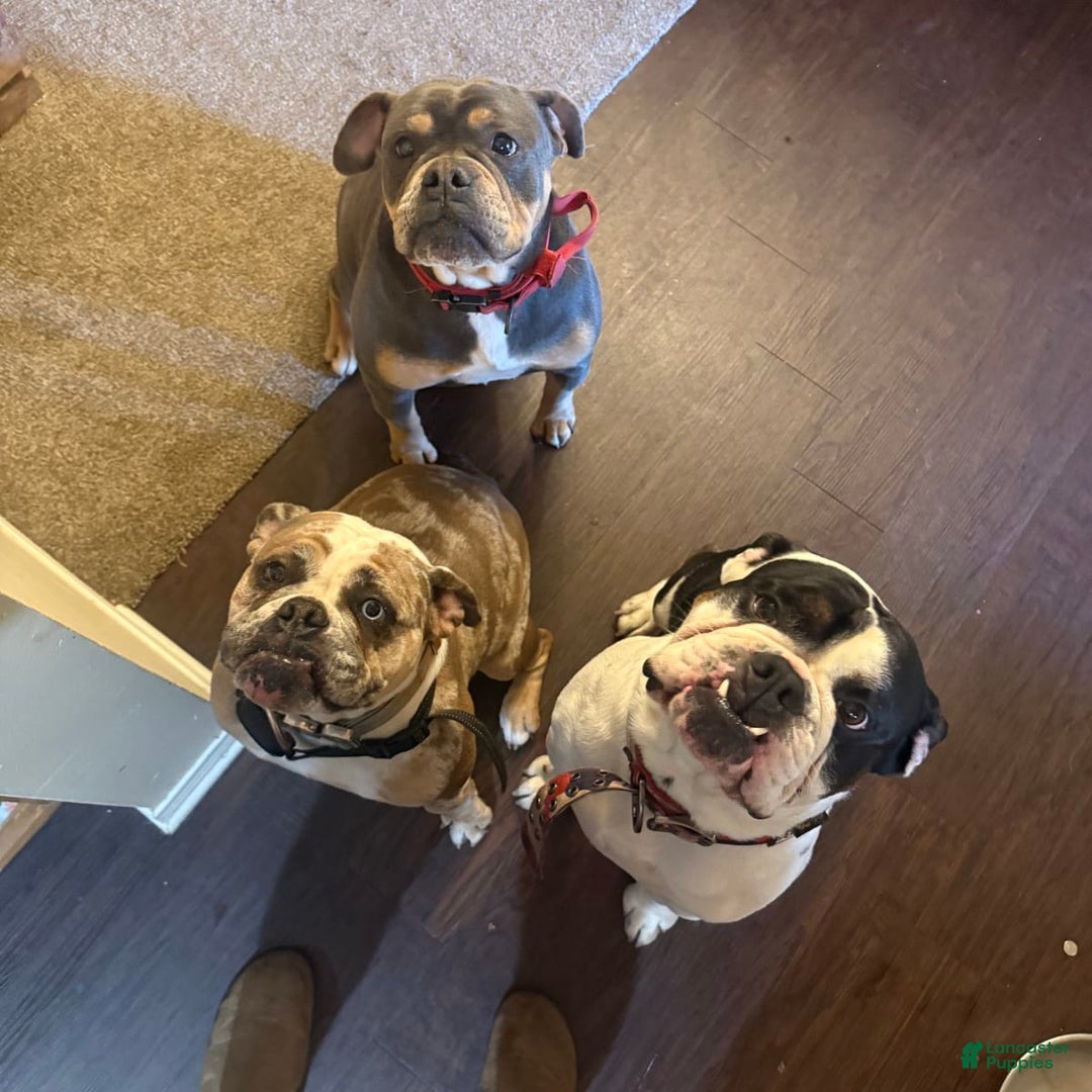 Gallery Image {{count}}