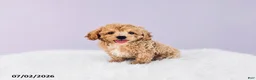 Cavapoochon dogs for sale: Sparky - Ad 3