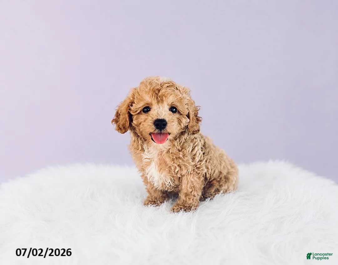 Cavapoochon dogs for sale: Sparky - Ad 3
