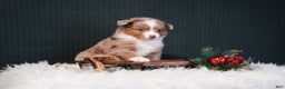 Miniature Australian Shepherd dogs for sale: Brody - Ad 2