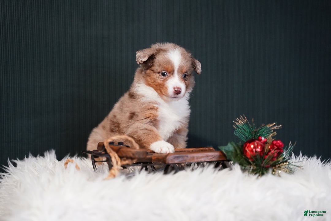 Miniature Australian Shepherd dogs for sale: Brody - Ad 2