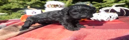 Cavapoo dogs for sale: Cavapoo 6 Tiny - Ad 3