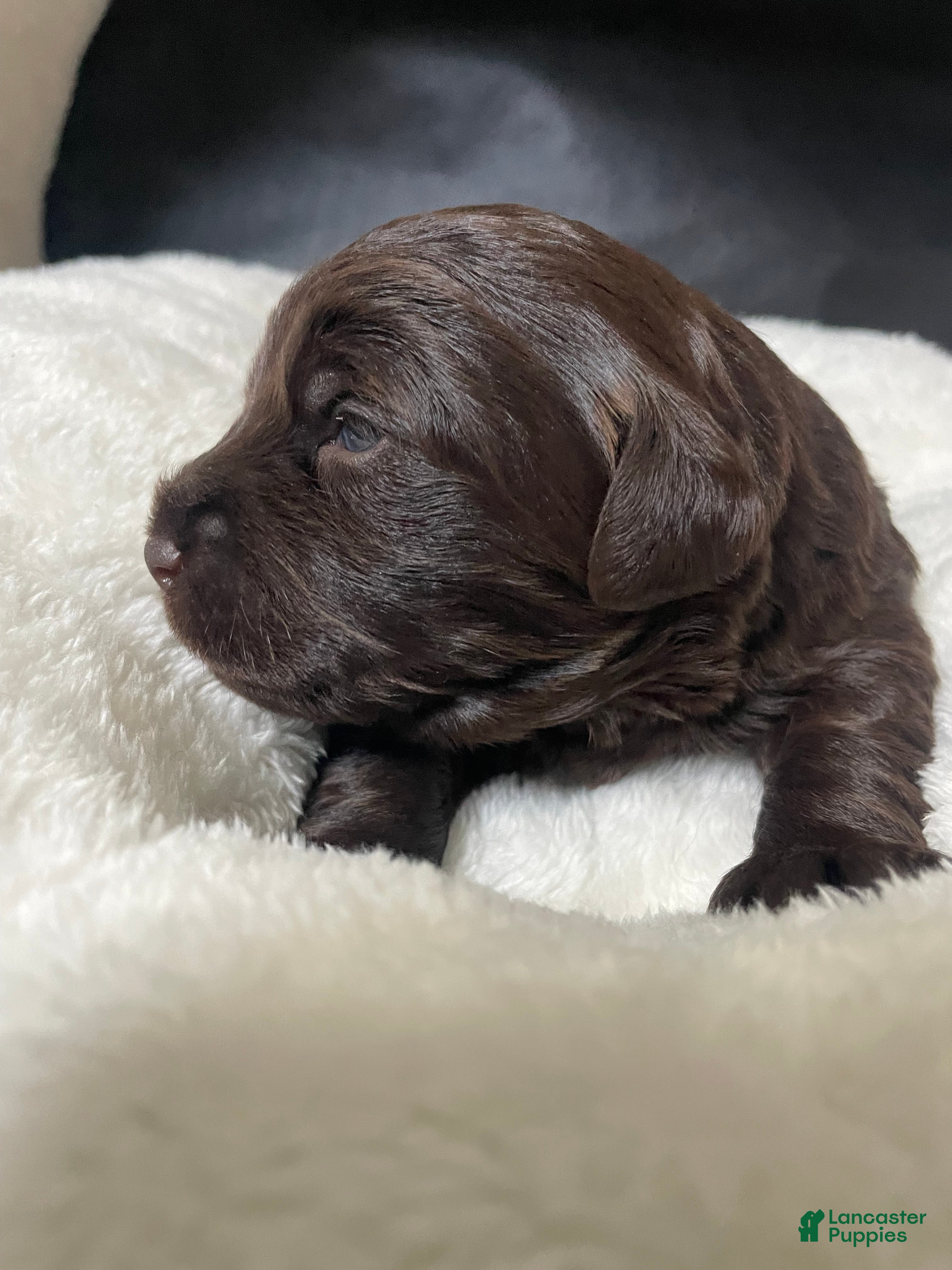 Labradoodle dogs Bear - Ad 28