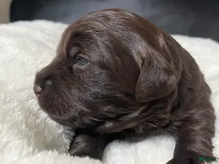 Labradoodle dogs Bear - Ad 28