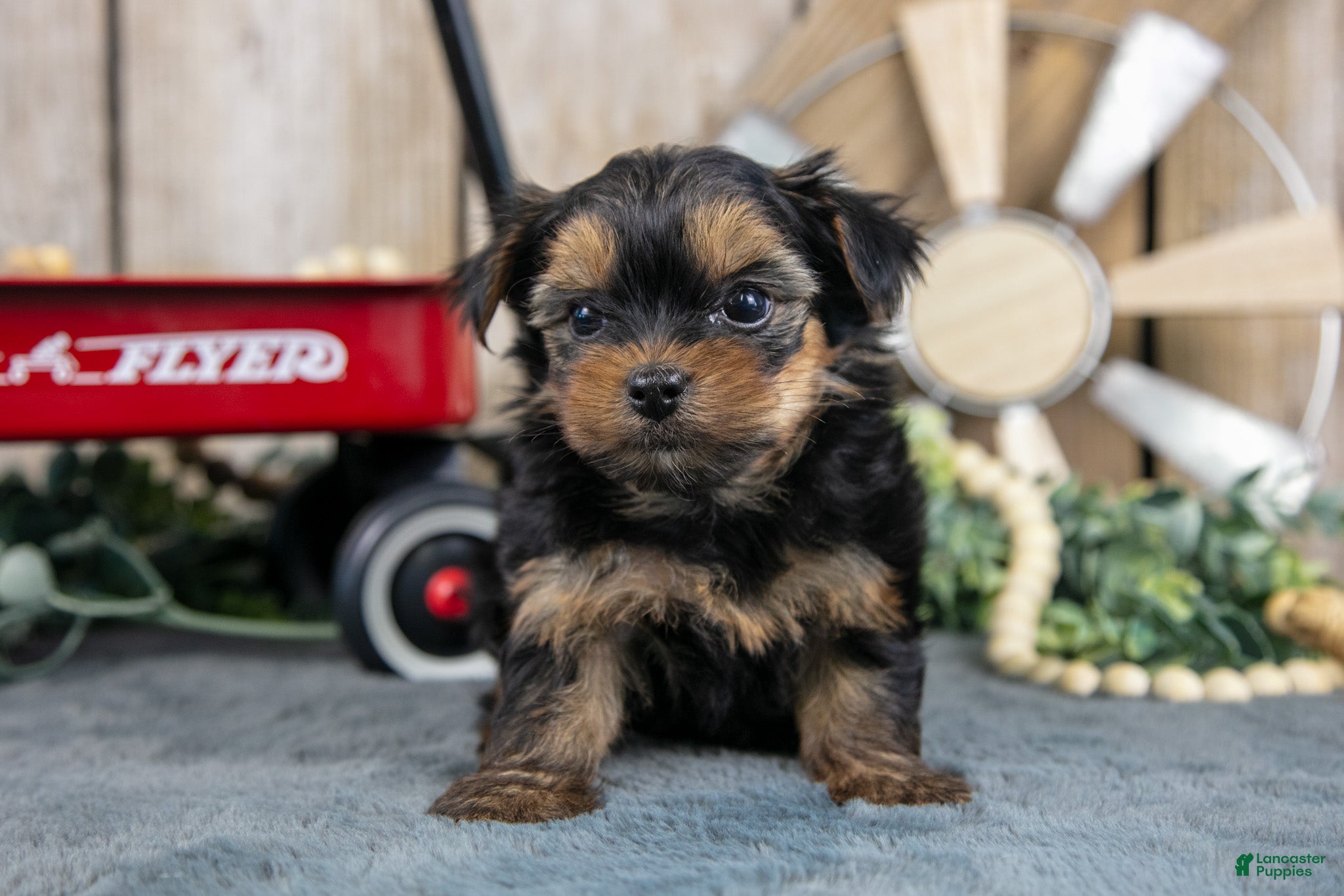 Yorkshire Terrier dogs Harley - Ad 1