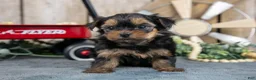 Yorkshire Terrier dogs for sale: Harley - Ad 1