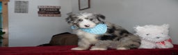 Sheepadoodle dogs for sale: Murphy - Ad 4