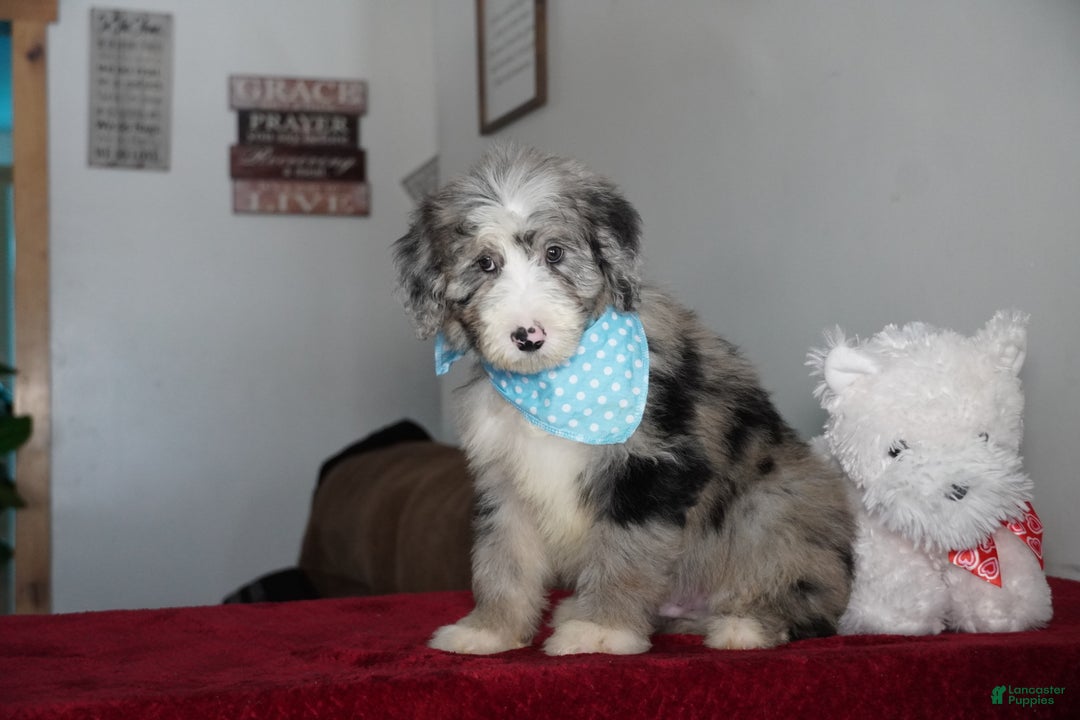 Sheepadoodle dogs for sale: Murphy - Ad 4