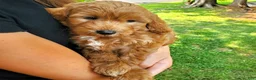 Mini Goldendoodle dogs for sale: Milo - Ad 6