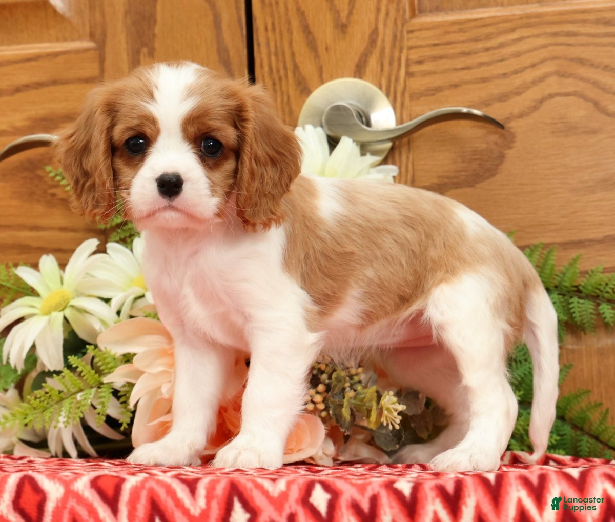 Cavalier King Charles Spaniel dogs Trudey - Ad 1