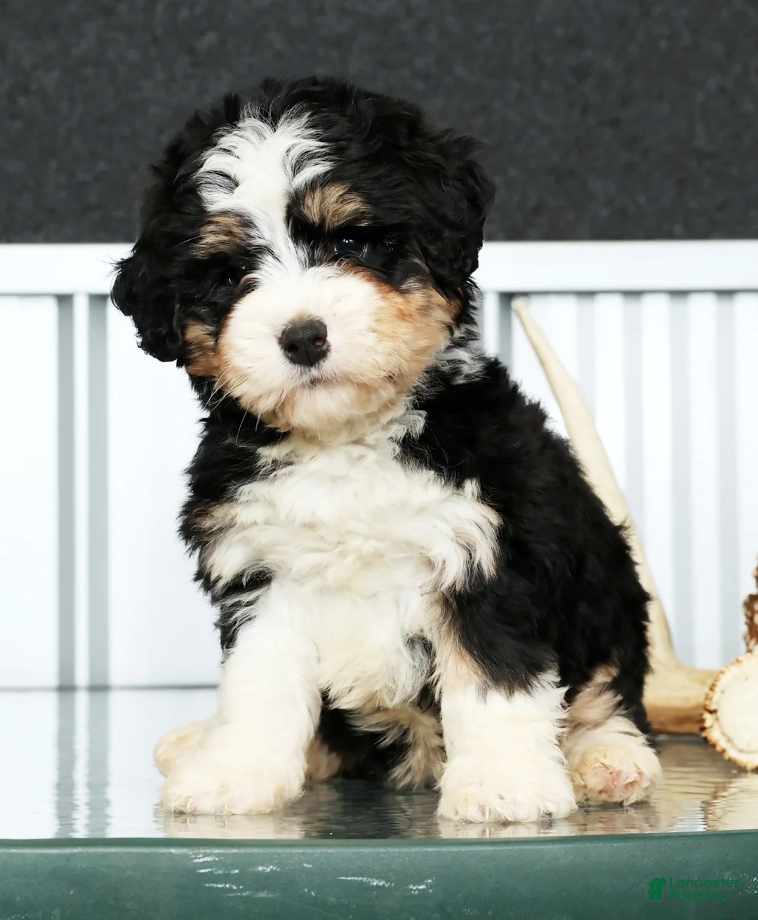 Mini Bernedoodle dogs for sale: Hope - Ad 2