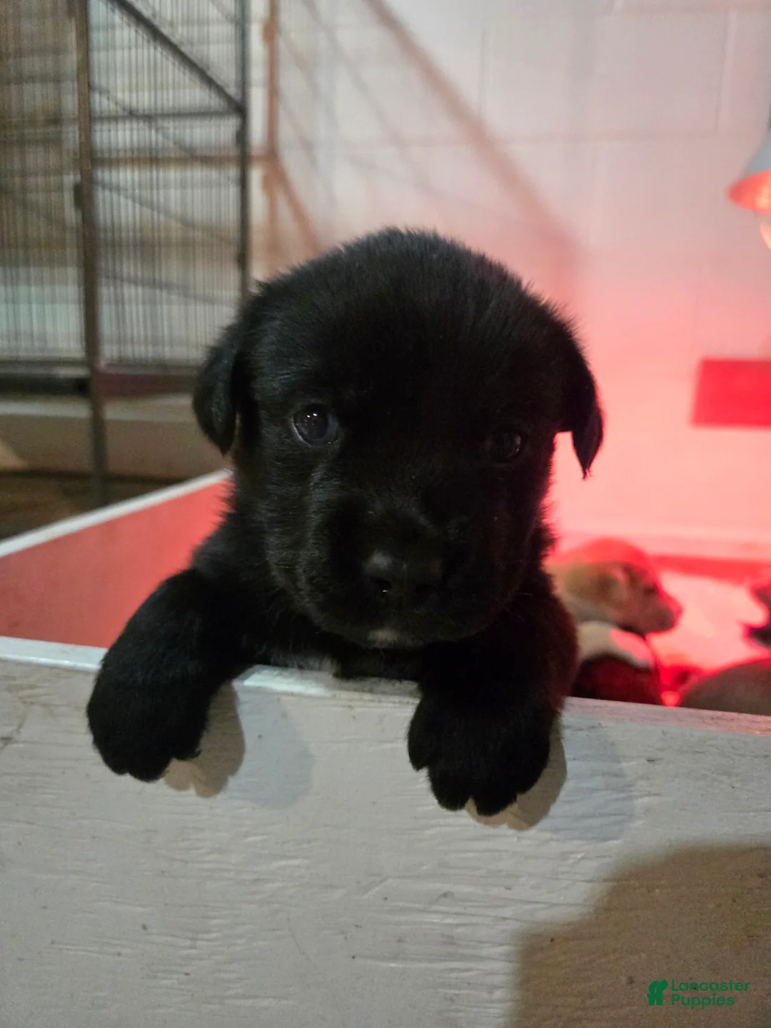 Mixed Breed dogs for sale: Hershey - Ad 2